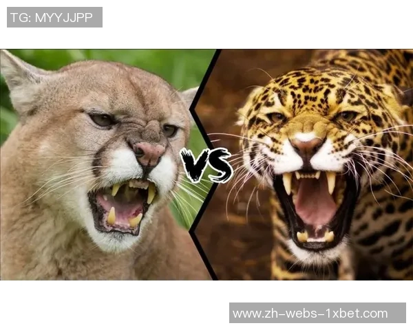 美洲豹与美洲狮的生存竞争与生态角色探讨